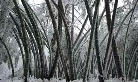 隐形账单！冻雨背后，是你我都在承受的天价成本