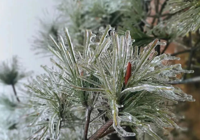 隐形账单！冻雨背后，是你我都在承受的天价成本