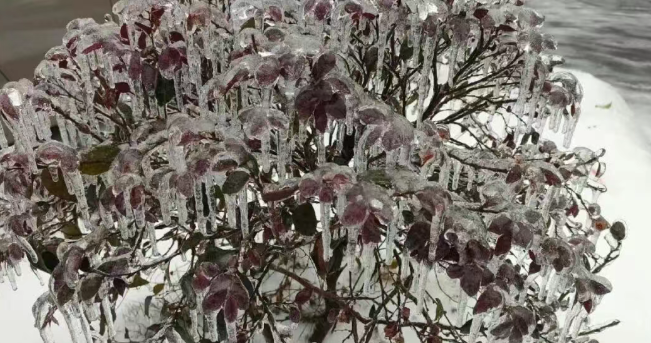隐形账单！冻雨背后，是你我都在承受的天价成本 第4张